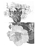 Petunia%20x%20hybrida%20%27Sunsurf%20Pidami%27