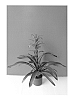 Guzmania%20cardinalis%20x%20Guzmania%20wittmackii%20%27Flo%27