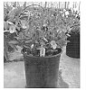 Viola%20plant%20named%20%27Amy%27