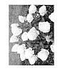 Hydrangea%20paniculata%20%27SMNHPPINKA%27