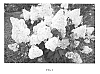 Hydrangea%20paniculata%20%27REN101%27