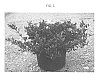 Gardenia%20augusta%20%27KEN04%27