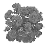 Pelargonium%20zonale%20%27Duesarelre%27