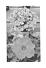Petunia%20x%20hybrida%20%27Sunbui%20Mihyaku%27
