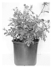 Rose%20AAC%20362