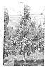 Pyrus%20communis%20L.%20%27PE3UNIBO%27