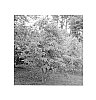 Cornus%20hongkongensis%20ssp.%20melanotricha%20%27Watashi%20no%20Ginga%27
