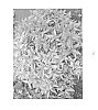 Spiraea%20japonica%20%27SMSJDG603%27