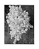 Ilex%20crenata%20%27Annys1%27