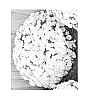 Dendranthema%20x%20morifolium%20%27Snowy%20Igloo%27