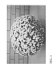 Chrysanthemum%20x%20morifolium%20Ramat%20%27Zanmubutter%27