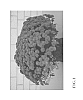 Chrysanthemum%20x%20morifolium%20Ramat%20%27Zanmuzest%27