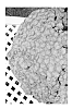 Dendranthema%20x%20morifolium%20%27Pumpkin%20Igloo%27