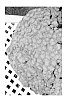 Dendranthema%20x%20morifolium%20%27Pumpkin%20Igloo%27