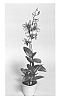 Dendrobium%20hybrid%20%27SPCDW1005%27