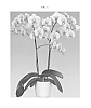 Phalaenopsis%20hybrida%20%27FLOR182631%27