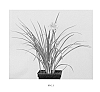 Hemerocallis%20hybrid%20%27VER00198%27