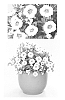 Calibrachoa%20sp.%20%27USCAL41401%27