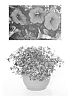 Calibrachoa%20sp.%20%27USCAL23101%27