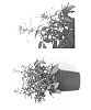 Cleome%20hybrida%20%27Inclesbimp%27