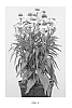 Echinacea%20hybrid%20%27Meditation%20White%27