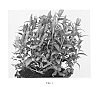 Gentiana%20makinoi%20%27Blue%20Star%27