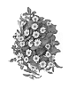 Sanvitalia%20procumbens%20%27Duesanyest%27