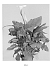 Zantedeschia%20aethiopica%20%27White%20Angel%20One%27