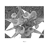 Zantedeschia%20aethiopica%20%27Royal%20Princess%27