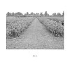 Ribes%20nigrum%20%27Polares%27