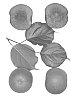 Interspecific%20Prunus%20species%20%27Bella%20Baby%27