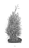 Thuja%20standishii%20x%20plicata%20%27MonRig%27