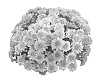 Chrysanthemum%20x%20morifolium%20%27FIMMDAYPI%27