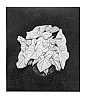 Caladium%20x%20hortulanum%20%27Snow%20Drift%27