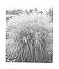 Miscanthus%20sinensis%20%27Oktoberfest%27