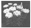 LEUCANTHEMUM%20PLANT%20NAMED%20%27BELGIAN%20LACE%27