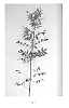 Pistacia%20intergerrima%20x%20Pistacia%20atlantica%20%27P.N.B.1%27