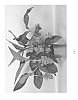 Medinilla%20hybrid%20%27ROYAL%20FLAZH%27