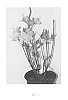 Rhododendron%20hybrid%20%27QBackA%27