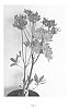 Rhododendron%20hybrid%20%27QBACKB%27