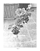 Hibiscus%20rosa-sinensis%20%27DUP-IDP%27