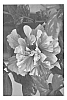 Hibiscus%20rosa-sinensis%20%27DUP-CYP%27