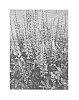 Baptisia%20hybrid%20%27Blue%20Towers%27