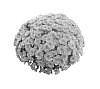 Chrysanthemum%20x%20morifolium%20%27Fimmsunpur%27