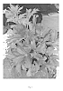 Eryngium%20zabelii%20%27NEPTUNES%20GOLD%27