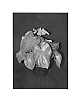 Caladium%20x%20hortulanum%20%27Classic%20Pink%27