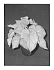 Caladium%20x%20hortulanum%20%27Chinook%27