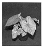 Caladium%20x%20hortulanum%20%27Radiance%27