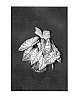 Caladium%20x%20hortulanum%20%27Carousel%27