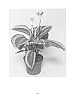 Calathea%20spp.%20%27BICA146%27